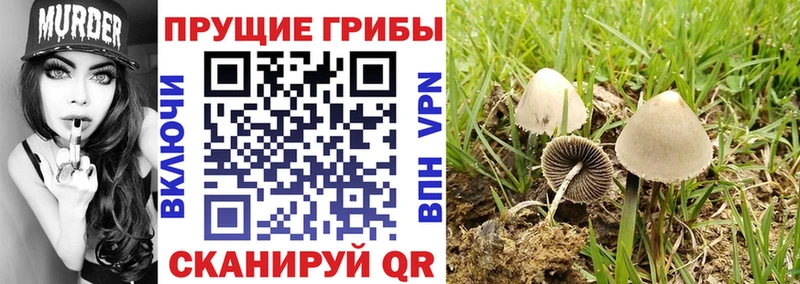 Псилоцибиновые грибы Psilocybe Чапаевск